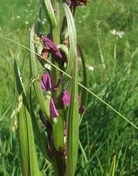 × Dactylocamptis uechtritziana