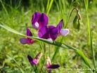 Lathyrus digitatus