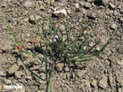 Lathyrus cicera