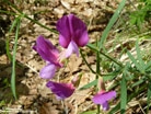 Lathyrus digitatus