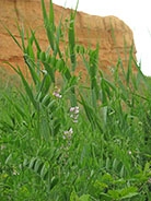 Lathyrus aphaca
