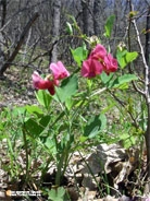 Lathyrus rotundifolius