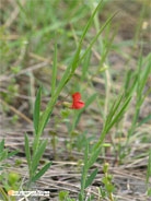 Lathyrus sphaericus