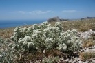 Teucrium capitatum