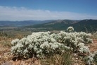 Teucrium capitatum