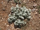 Teucrium capitatum
