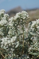 Teucrium capitatum